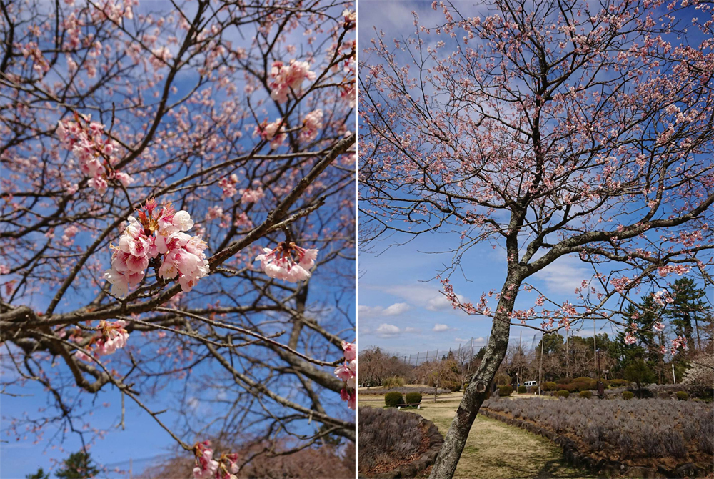 矢田爺爺的櫻花報報
