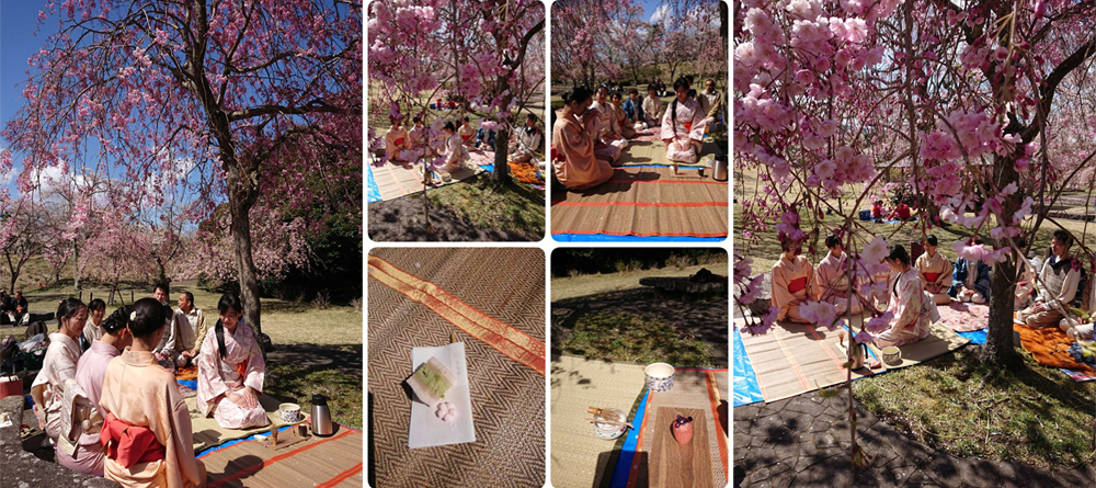 矢田爺爺賞花報報