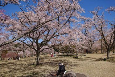 《日本令和時代之美》