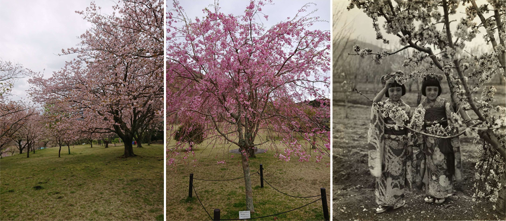 日本令和時代之美