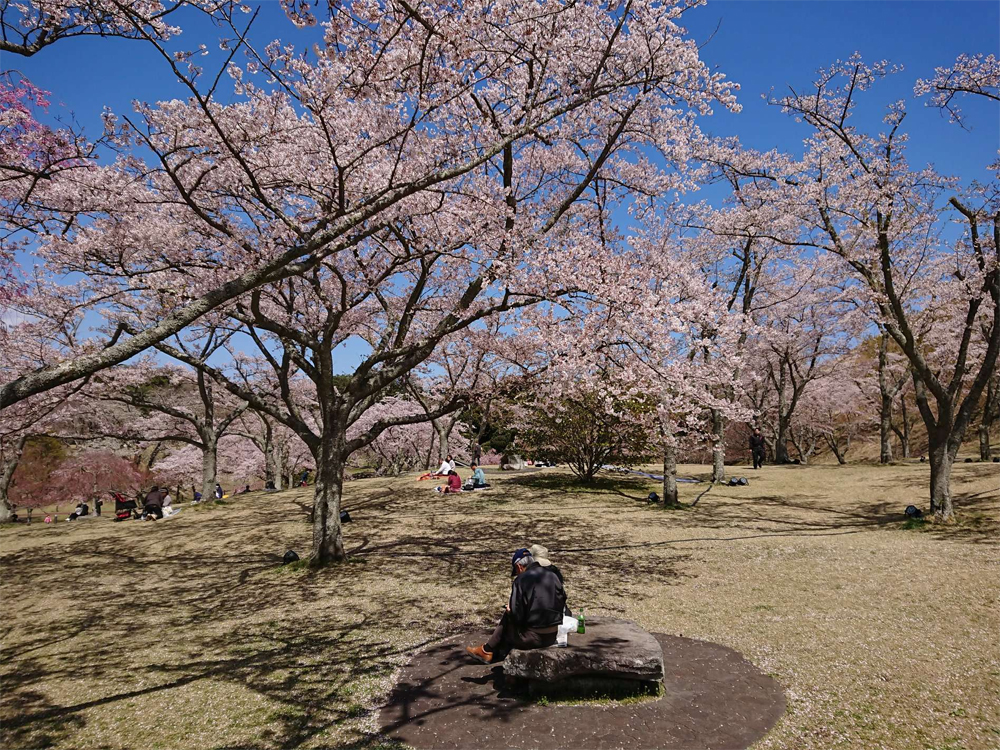 日本令和時代之美