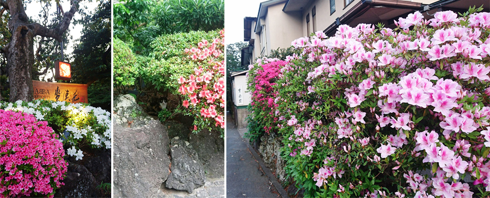 矢田爺爺-津村爸爸賞花報報