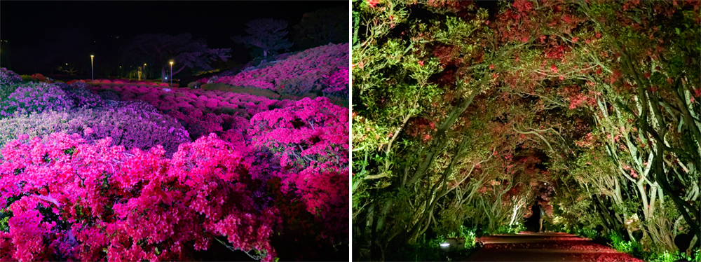 小室山夜賞杜鵑