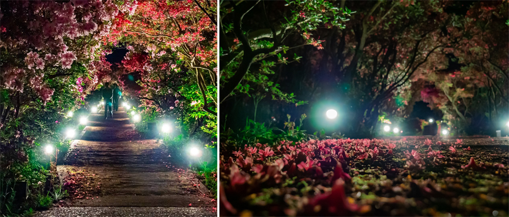 小室山夜賞杜鵑