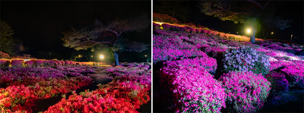 小室山夜賞杜鵑