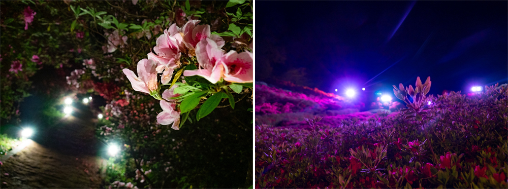 小室山夜賞杜鵑