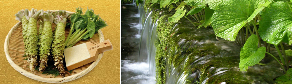 遺落山谷間的綠株