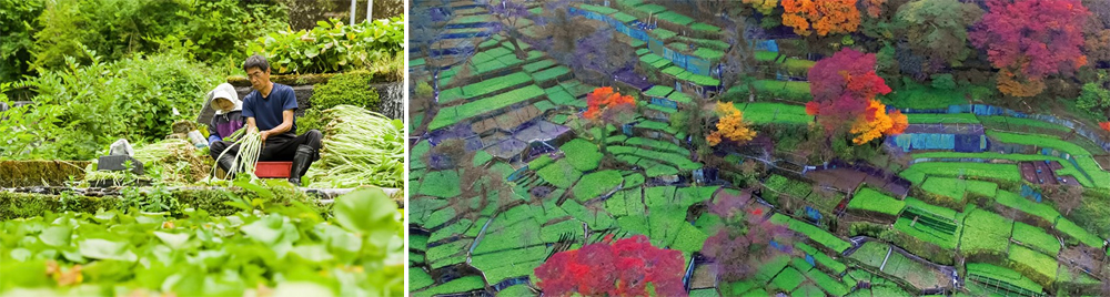 遺落山谷間的綠株