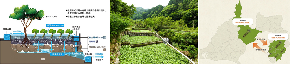 遺落山谷間的綠株