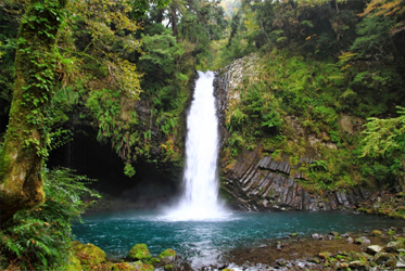 《淨蓮水聲、山葵香》