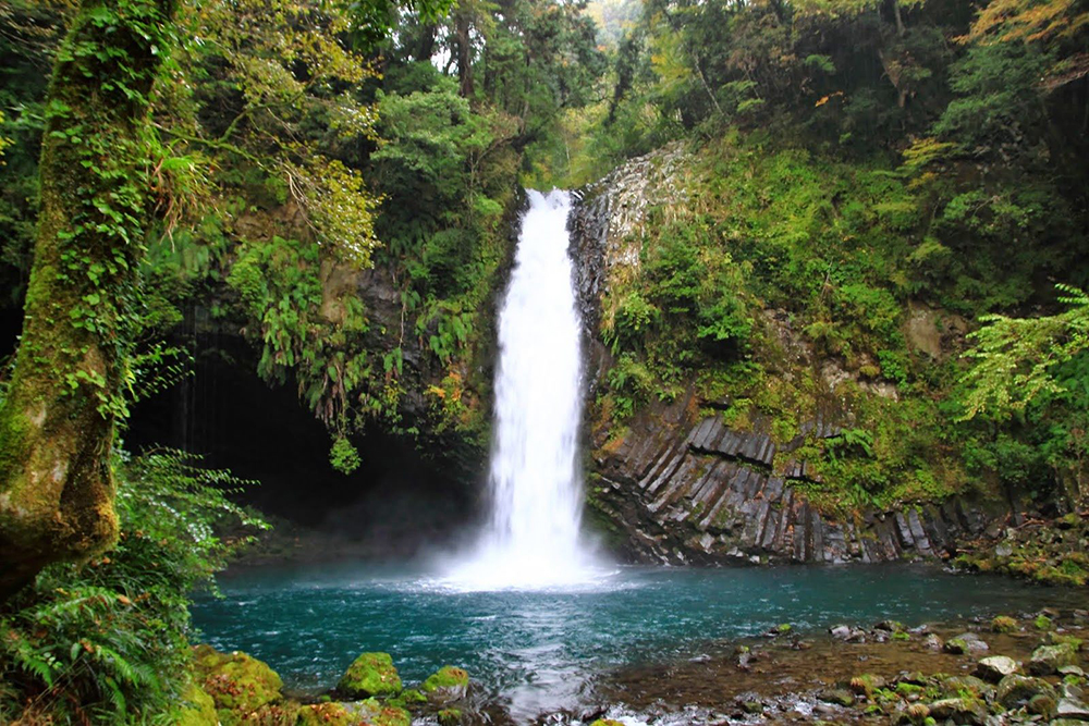 淨蓮水聲、山葵香