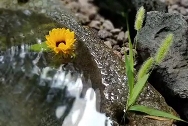 ABBA坐漁莊裡的一境一天堂《女將的水砵》