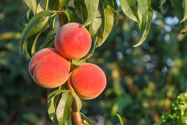 【跟著節氣過生活8/8(四)立秋】