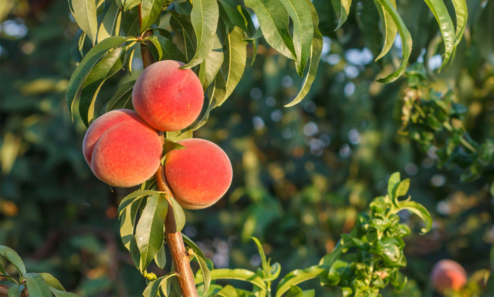 跟著節氣過生活8/8(四)立秋