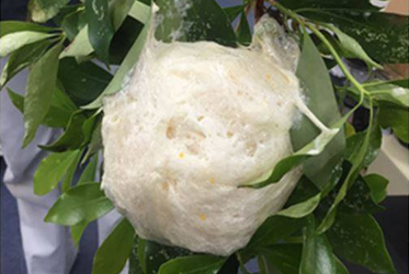 《ABBA坐漁莊之大自然教室》森青蛙