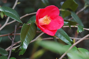 《ABBA坐漁莊之大自然教室》錦魚葉山茶花(金魚椿)