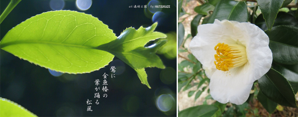 《ABBA坐漁莊之大自然教室》錦魚葉山茶花(金魚椿)