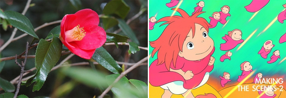 《ABBA坐漁莊之大自然教室》錦魚葉山茶花(金魚椿)