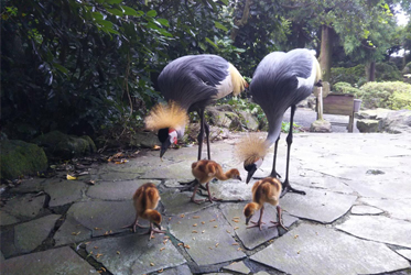 暑假最後衝刺！帶孩子來伊豆探險去！