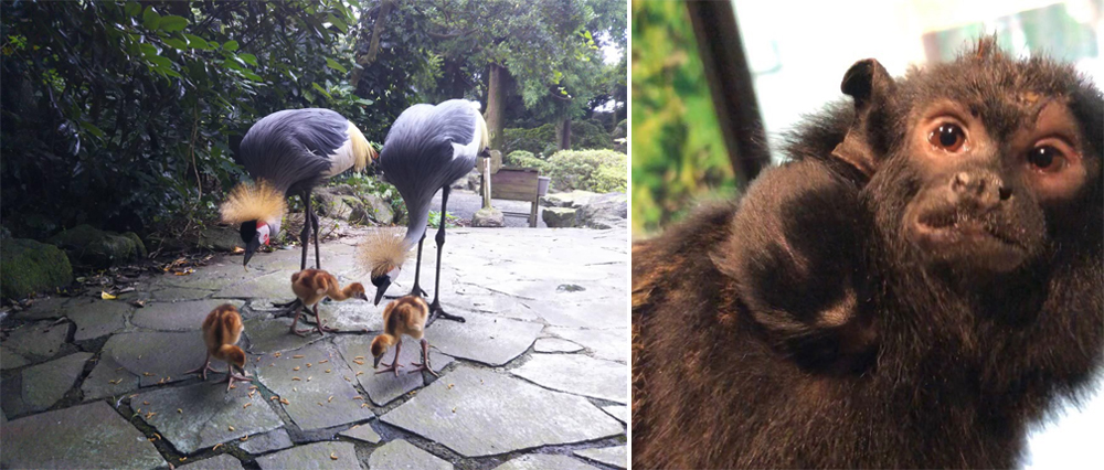 暑假最後衝刺！帶孩子來伊豆探險去！
