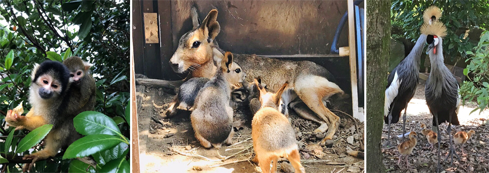 暑假最後衝刺！帶孩子來伊豆探險去！