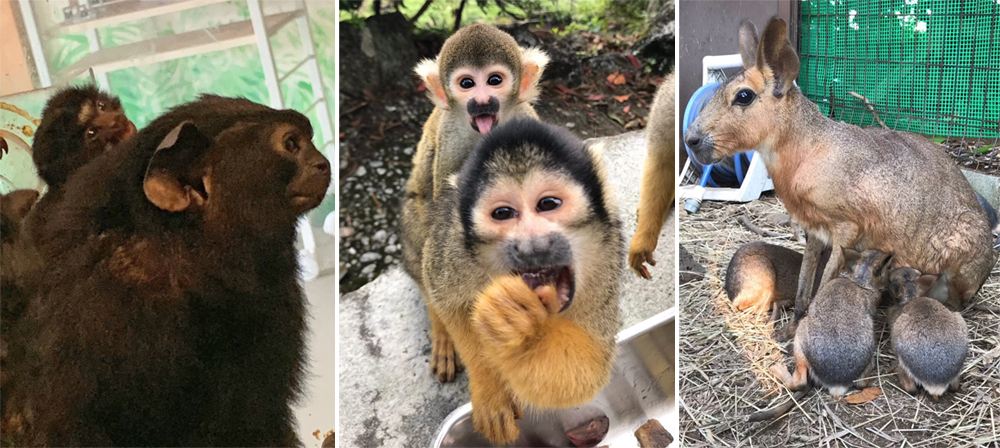 暑假最後衝刺！帶孩子來伊豆探險去！