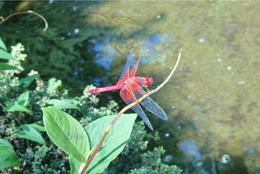 【ABBA坐漁莊大自然教室】