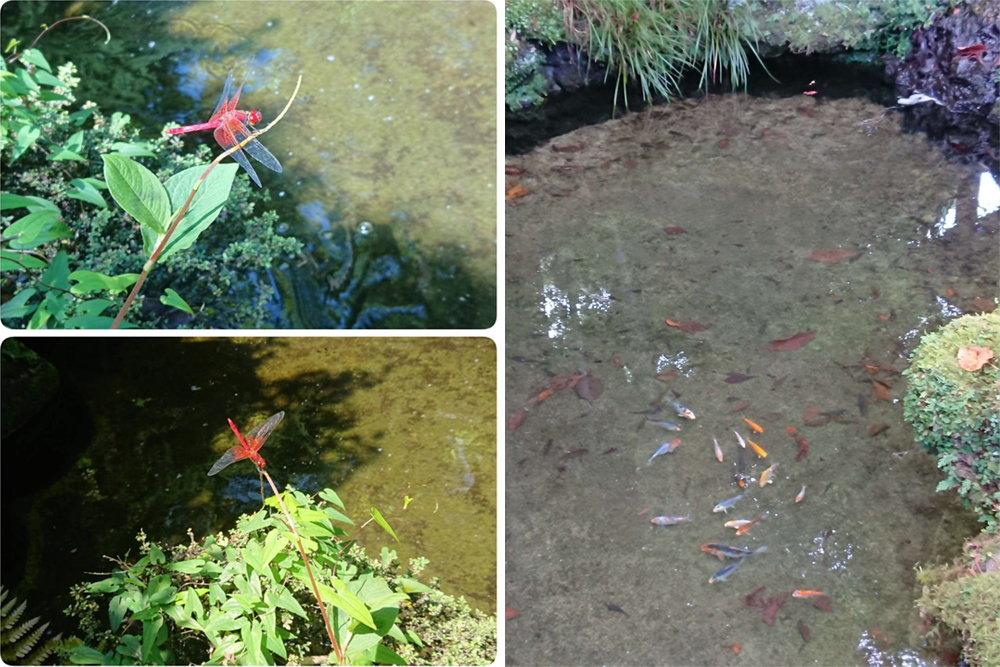 ABBA坐漁莊大自然教室