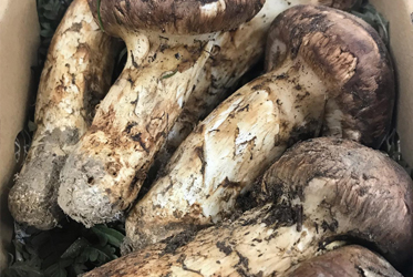 【秋季美食】日本國產松茸