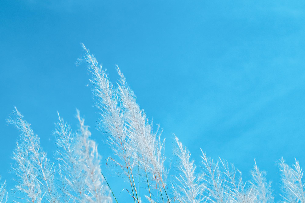 跟著節氣過生活 小寒