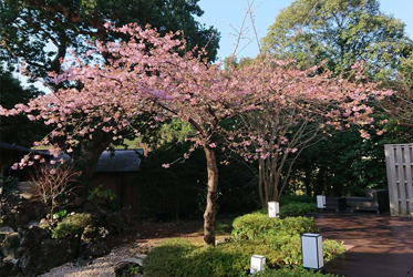 《春神臨世花先知》