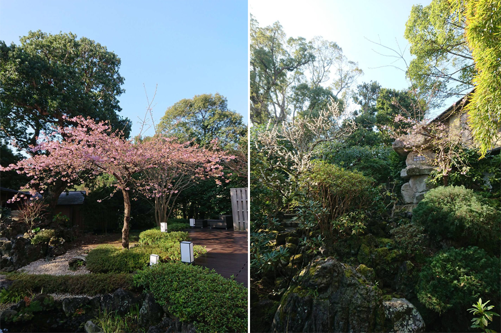 春神臨世花先知