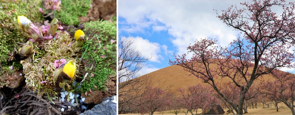春神臨世花先知
