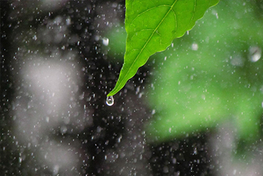 【跟著節氣過生活 雨水】