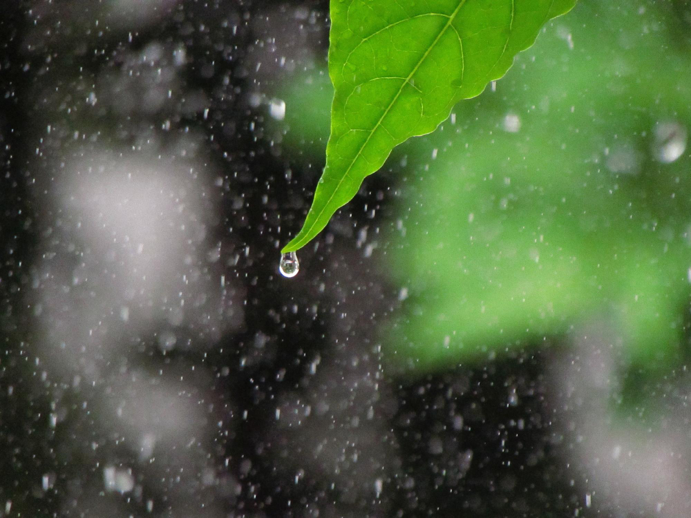 跟著節氣過生活 雨水