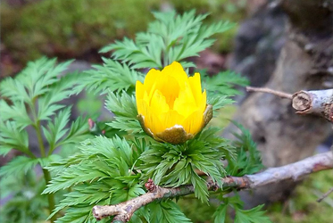 《坐漁莊植物圖鑑》