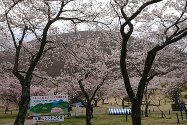 【矢田爺爺花開報報】