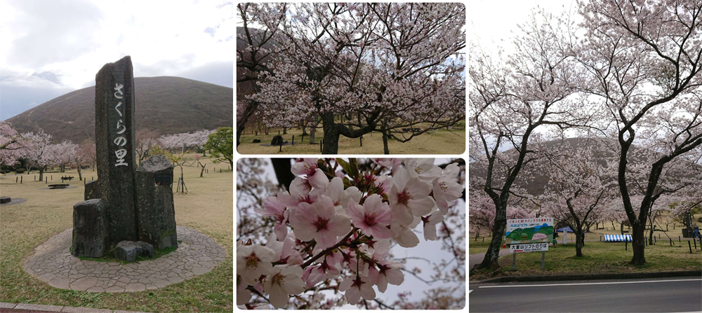 矢田爺爺花開報報