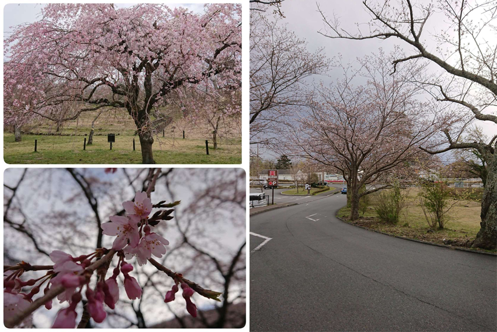矢田爺爺花開報報