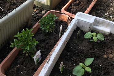 《新冠疫情時還可以做什麼》