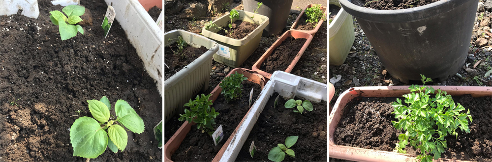 新冠疫情時還可以做什麼