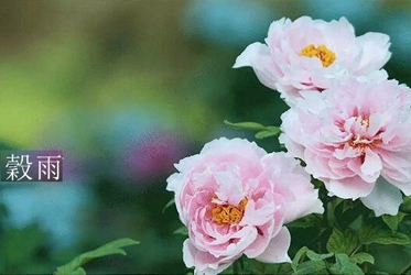 【跟著節氣過生活 穀雨】