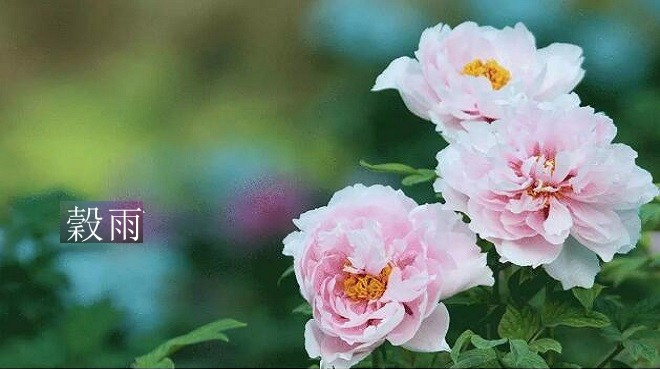 跟著節氣過生活 穀雨