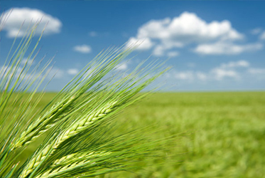 【跟著節氣過生活 小滿】