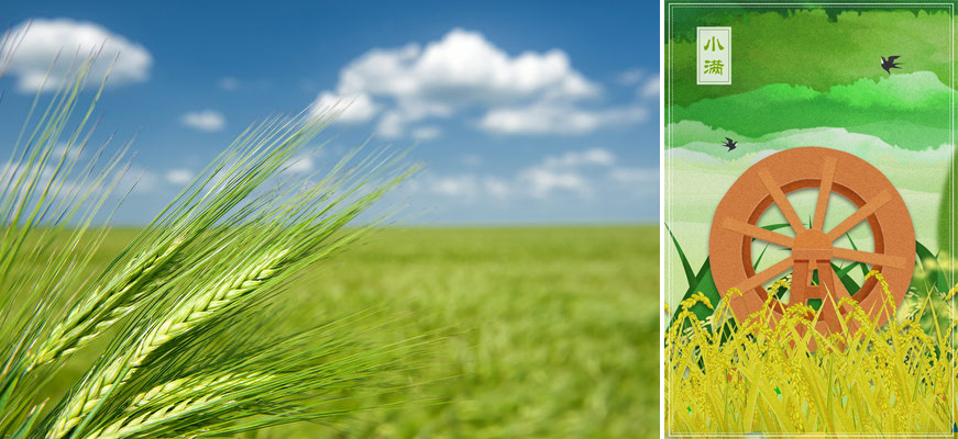 跟著節氣過生活 小滿