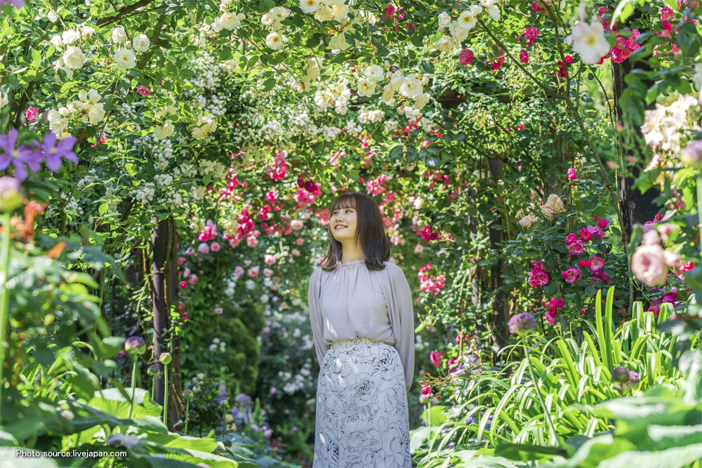 熱海玫瑰盛開中！疫情過後，重拾賞花樂趣