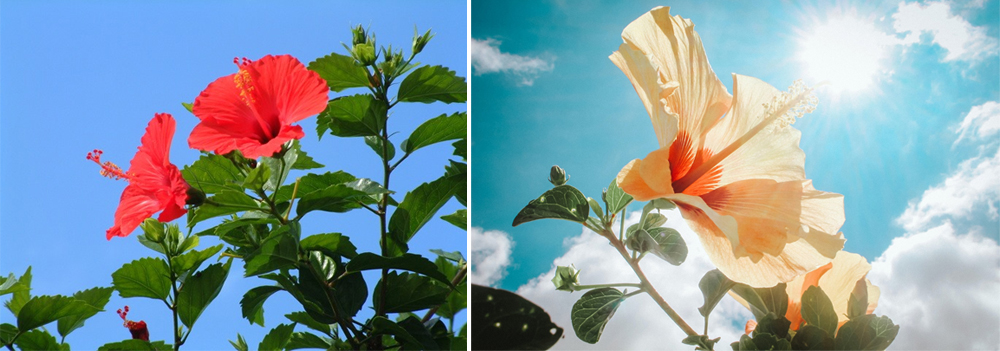 跟著節氣過生活 立夏