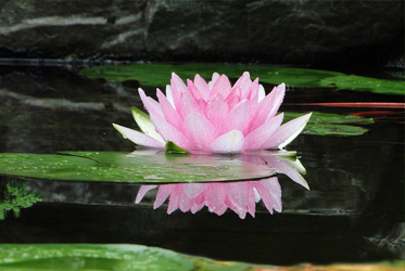 【跟著節氣過生活 小暑】