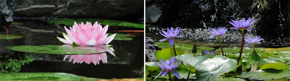 跟著節氣過生活 小暑