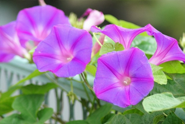 【跟著節氣過生活 大暑】